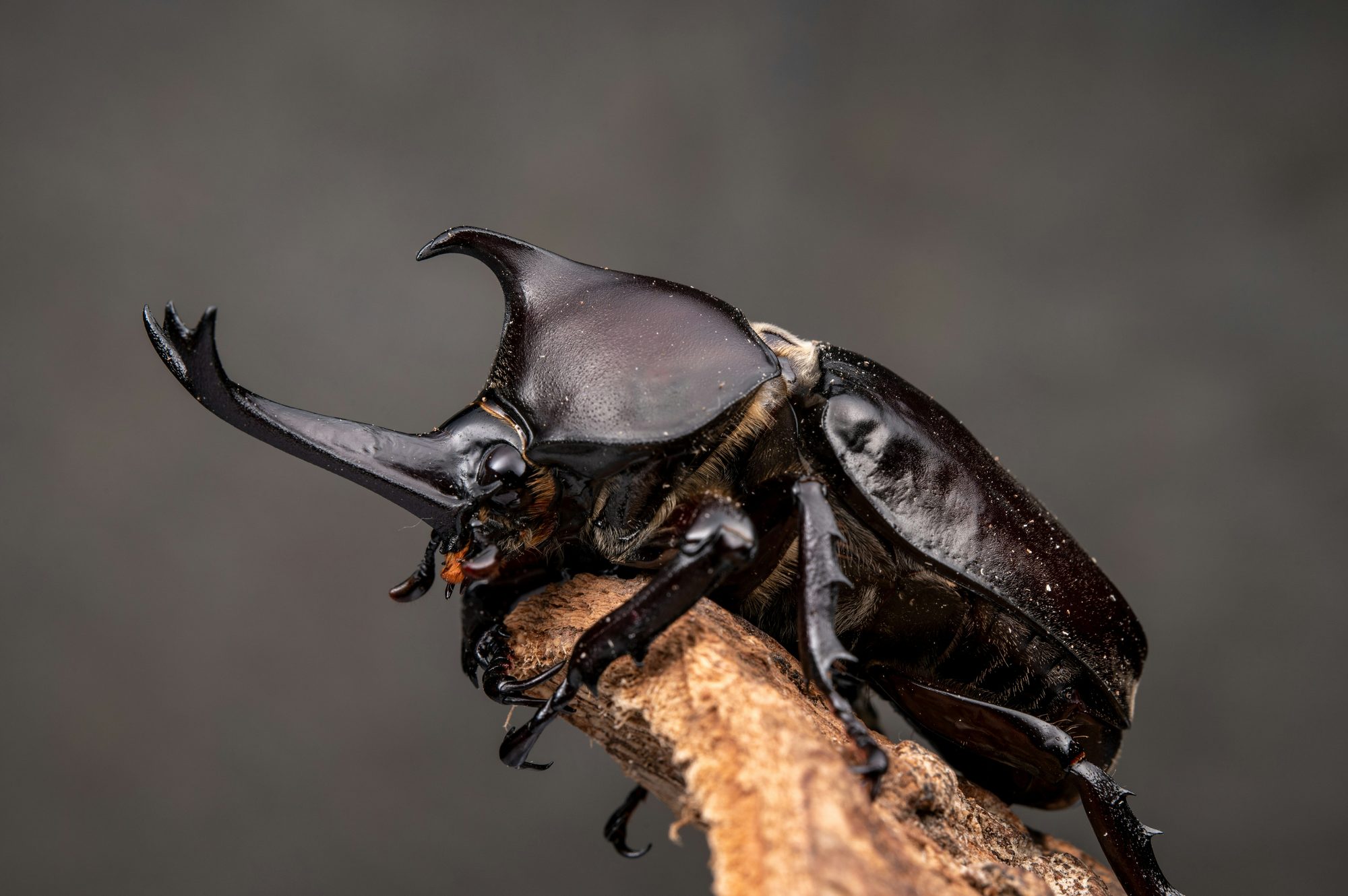 枝に掴まるカブトムシ