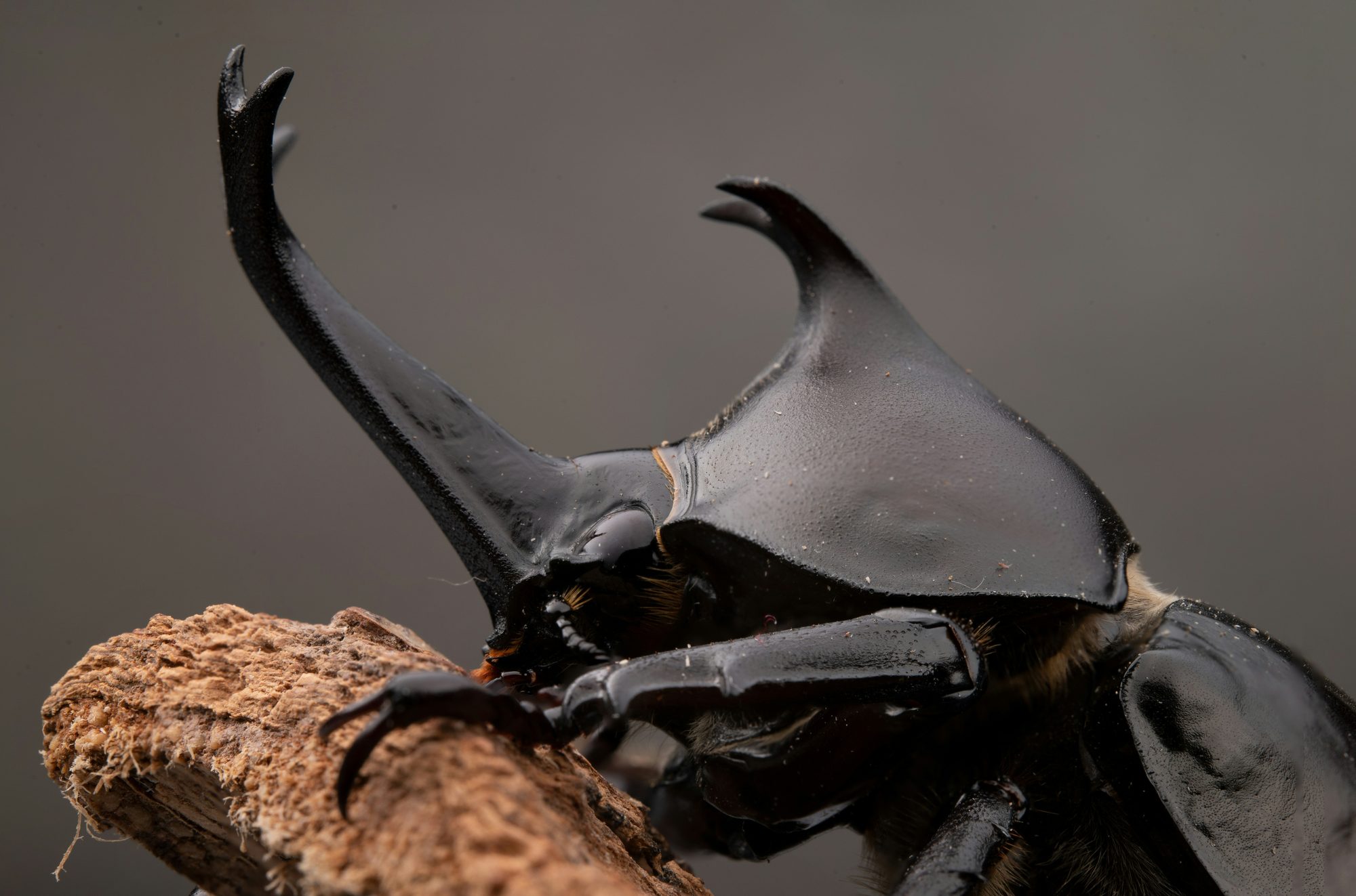 角を立てたカブトムシ